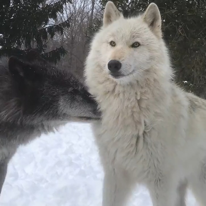 Wolves are joyful. Wolves are loving. Wolves take care of each other. Be like a wolf 🐺