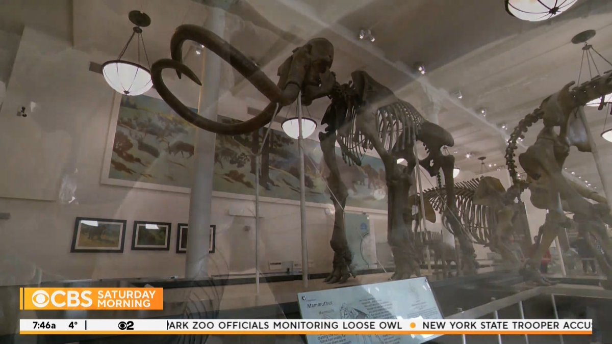 A real-life treasure hunt is underway in New York City, but not for gold or silver. Dive teams are searching for something even rarer, the priceless bones of some prehistoric creatures in the East River.