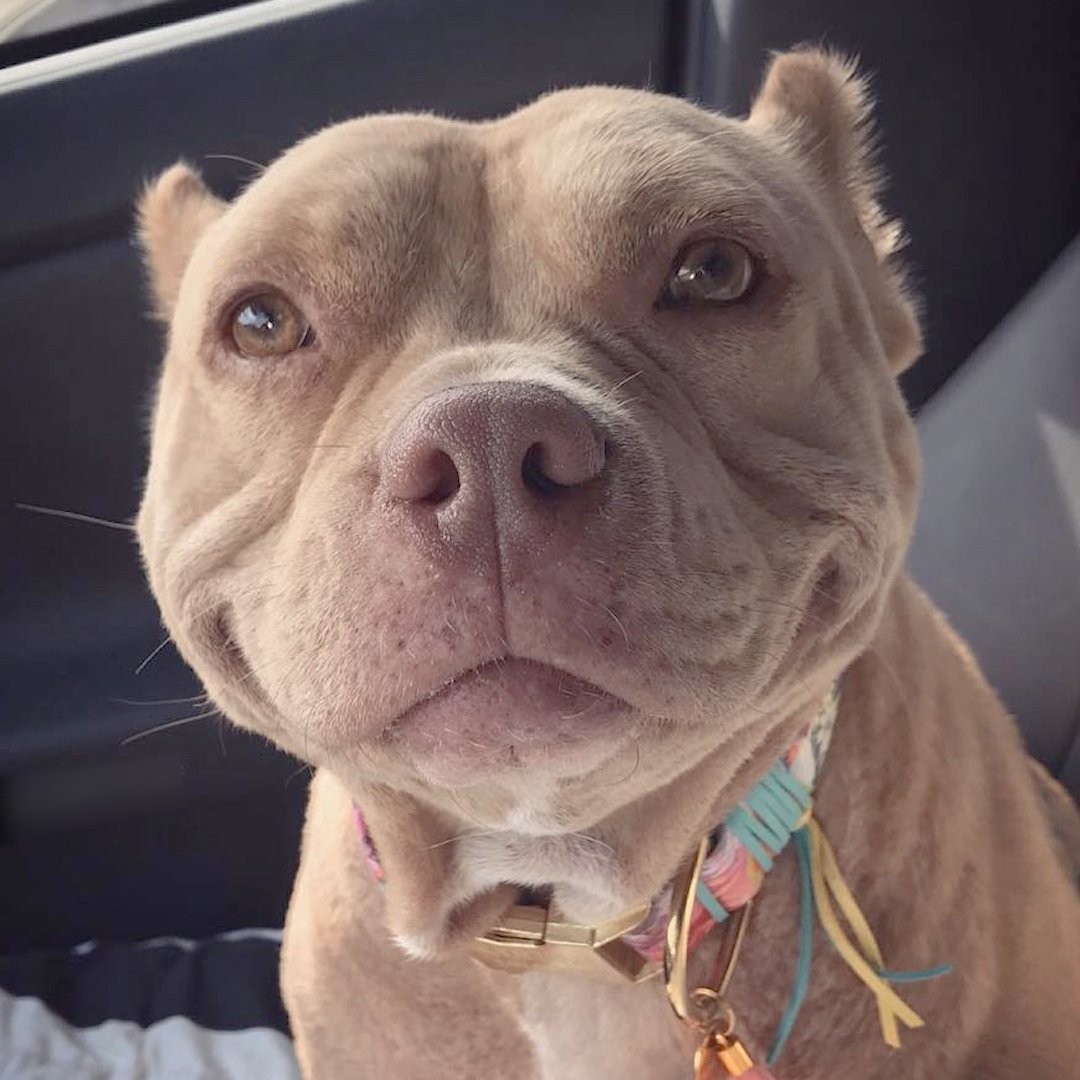 This pittie has the world's happiest smile 😍