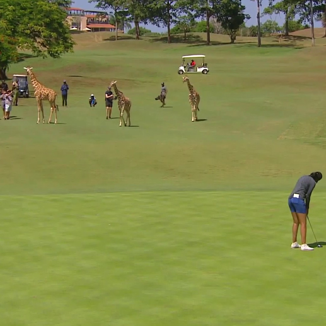 A fairway safari 🦒😍