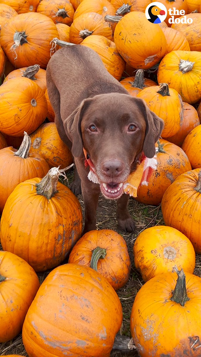 Chocolate lab falls in love with a pumpkin at a pumpkin patch and takes it everywhere with him — but then, the pumpkin dies… Special thanks to Ollie & Alex! Follow on TikTok: Instagram: & Facebook: