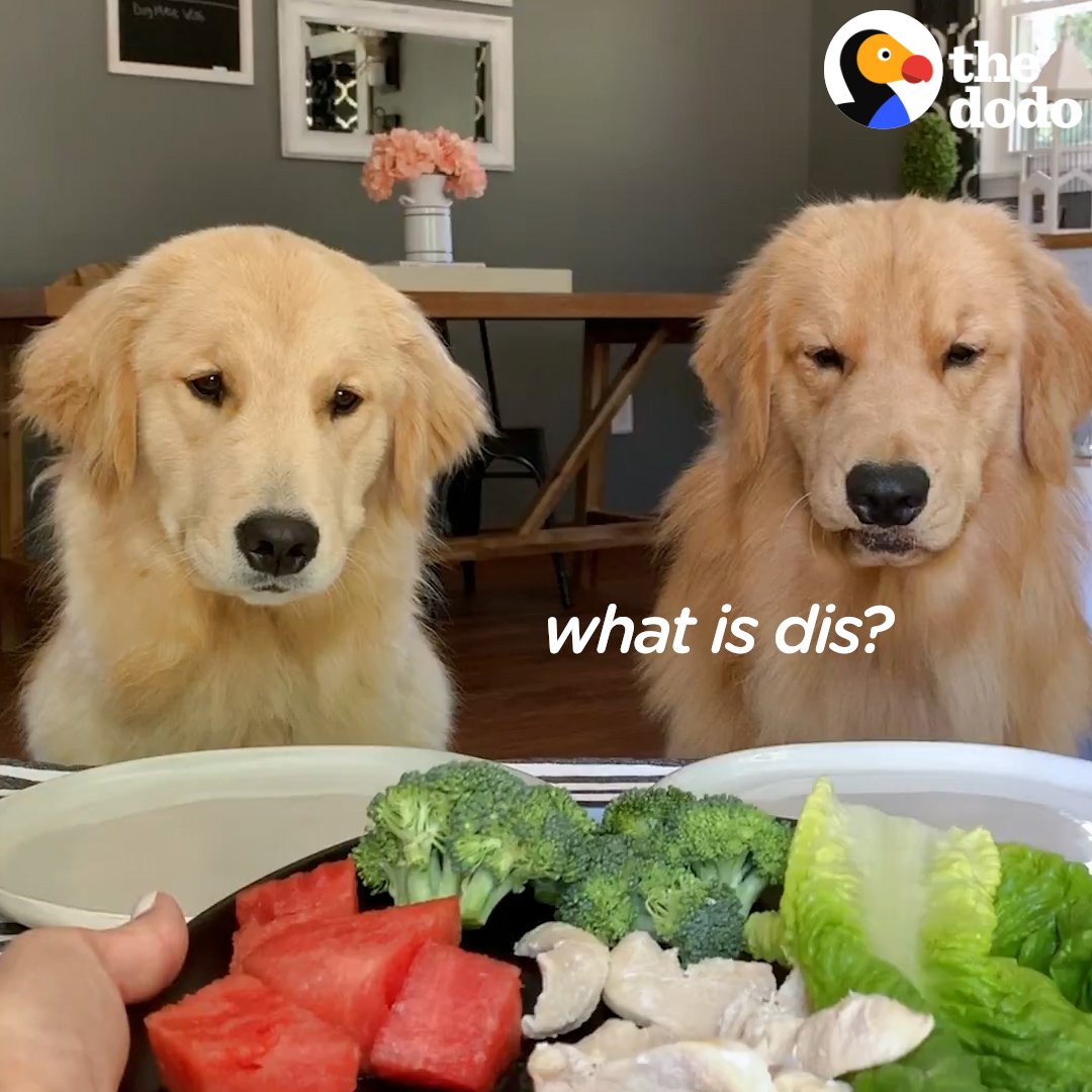 If dogs could talk…