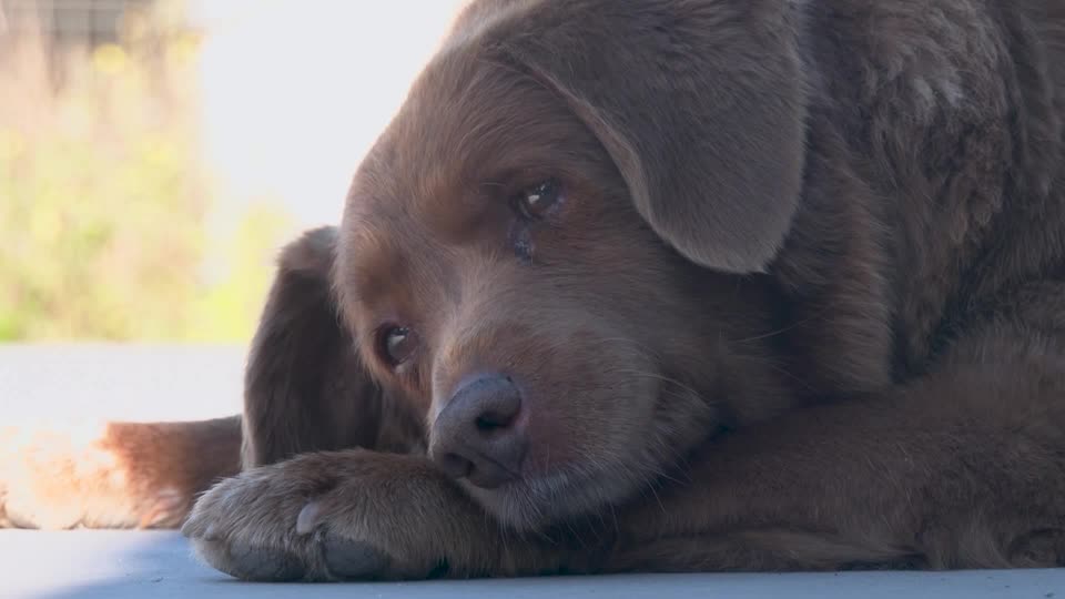 動画:30歳の犬を世界最高齢としてギネス記録に認定 ポルトガル