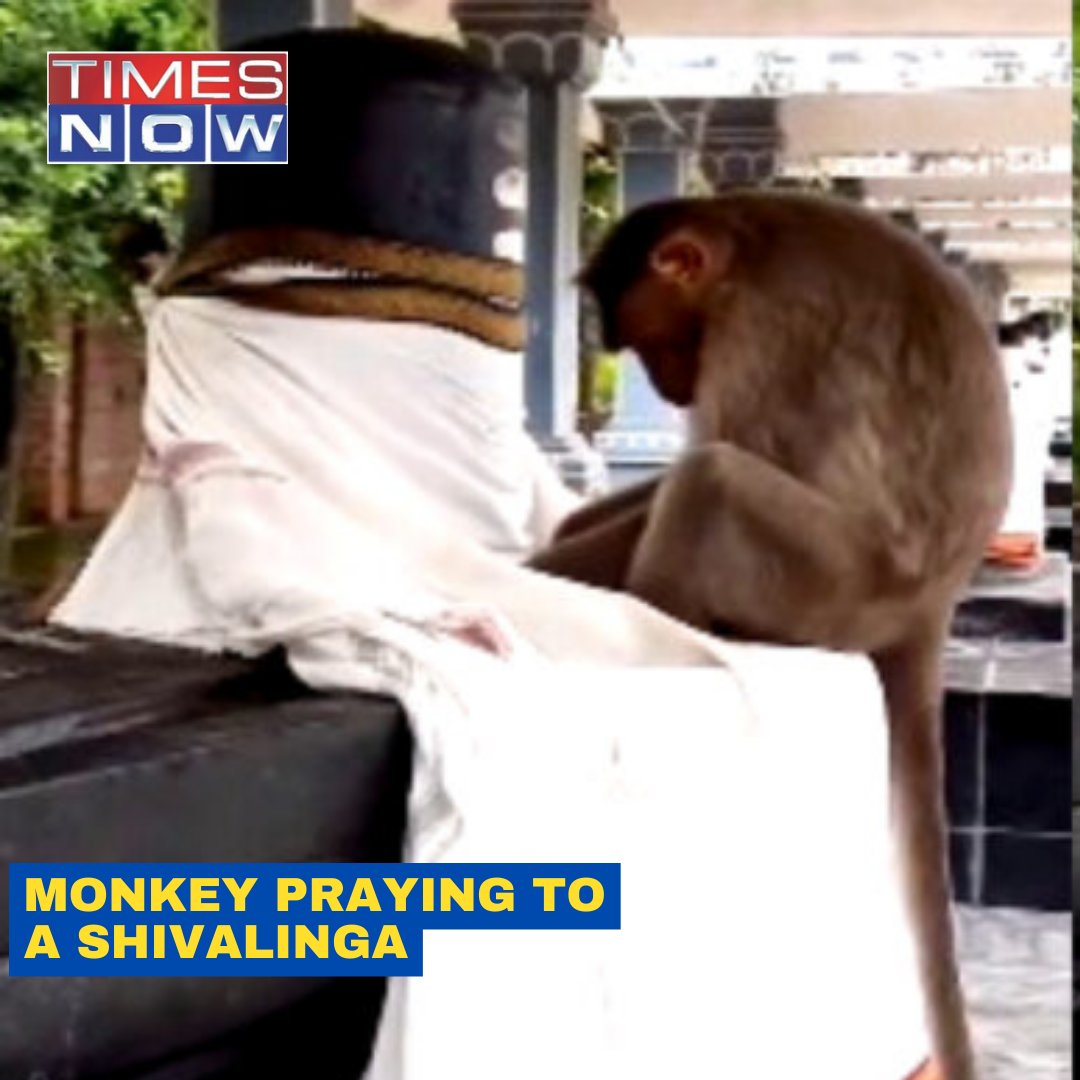 Watch! Monkey Seen In A Shiva Temple Praying To Shivalinga. #TNShorts #ViralVideo