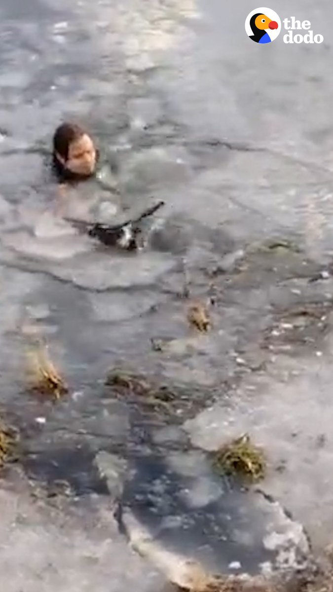 People rush to save horse sinking in frozen lake — watch him bask in the sun now!