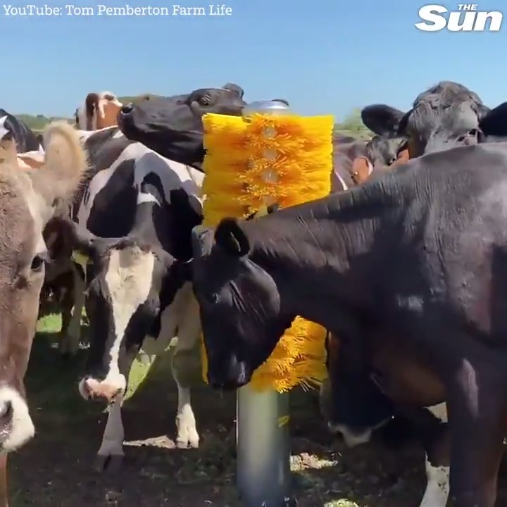 This farmer installs a cow brush. Cows are very happy