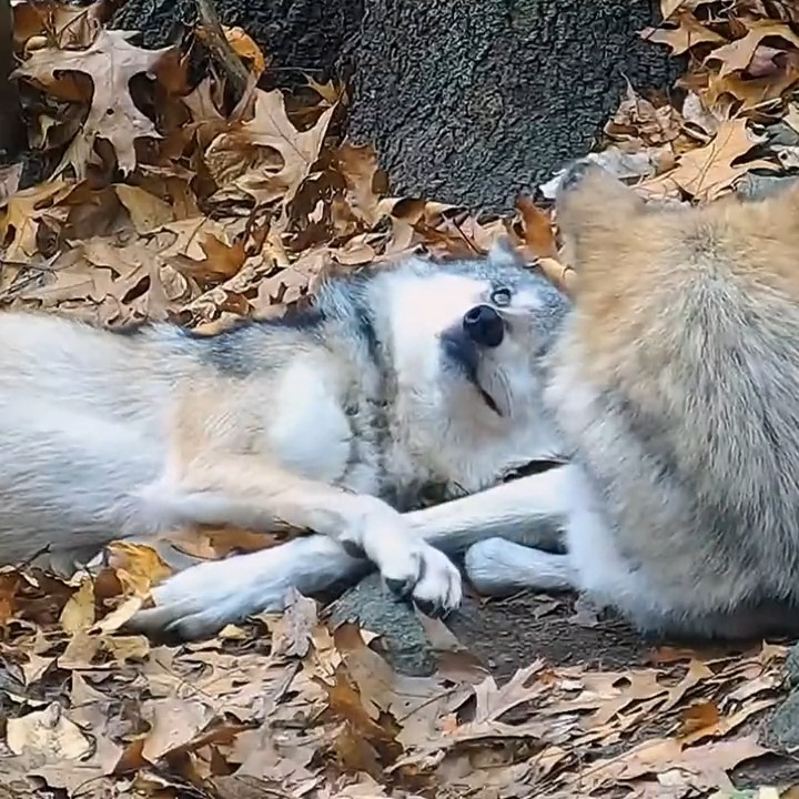Your moment of calm and really, really cute 🐺
