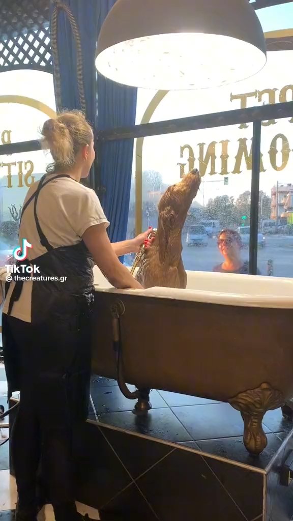 Dog be FEELING it 🤣🤣 @ (TikTok) #crazy #gnarlsbarkley #irememberwhen #ceelogreen #ceelogreenchallenge