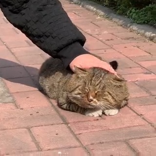 ah yiss... that's the spot. #meowed #TheMeowedClub