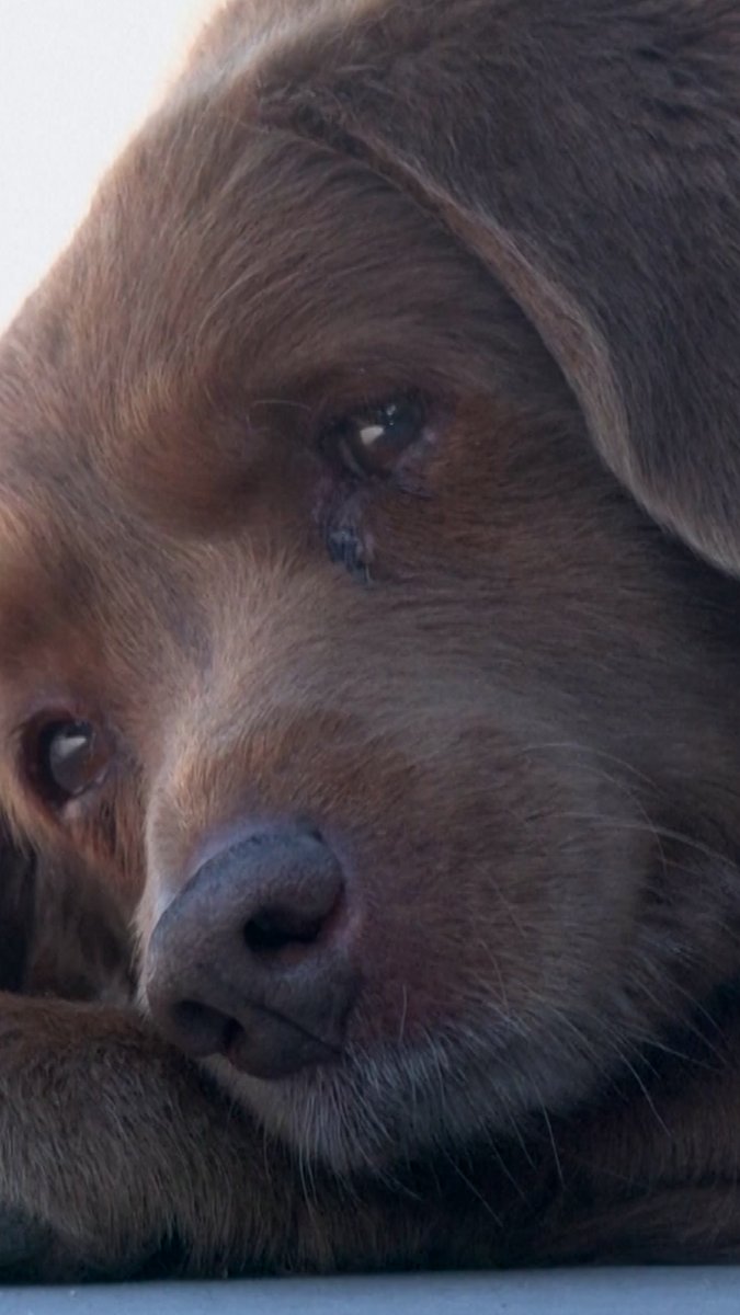 Bobi, the world's oldest living dog, has a secret to his longevity: happy farm life without chains 🐶
