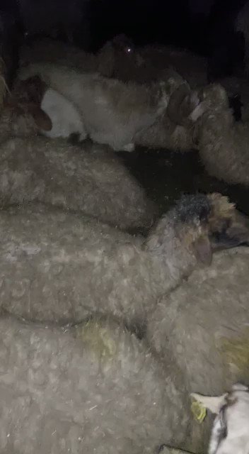 Kahramanmaraş Dulkadiroğlu merkezde İsmail Demircik Sadece yem istiyor. Hele dostlar yemi olanlar bir omuz verin, ne kadar kuzu var içeride. Ölen öldü, yaşayan canlılara sahip çıkalım artık. Yem istiyor para değil.