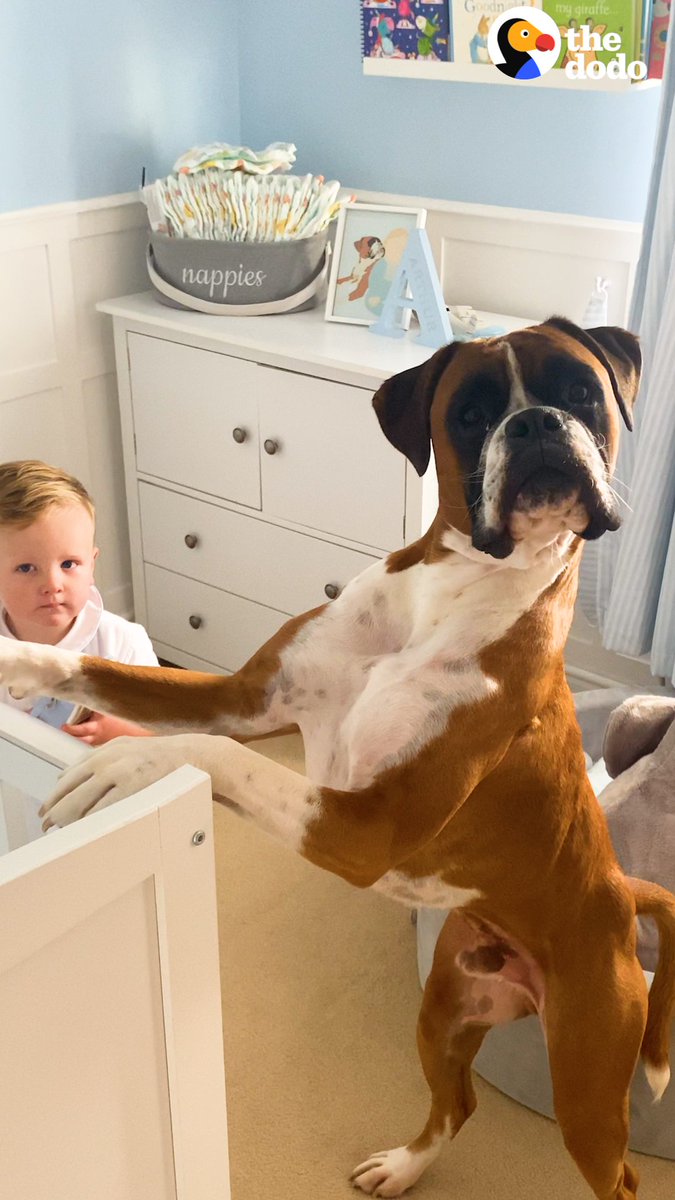 The moment this little boy says his dog's name for the first time ๐ To keep up with Bruno and Arthur, follow along on Instagram: & TikTok: