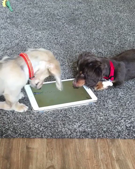 Confusing 😕😕 #dachshund #dog