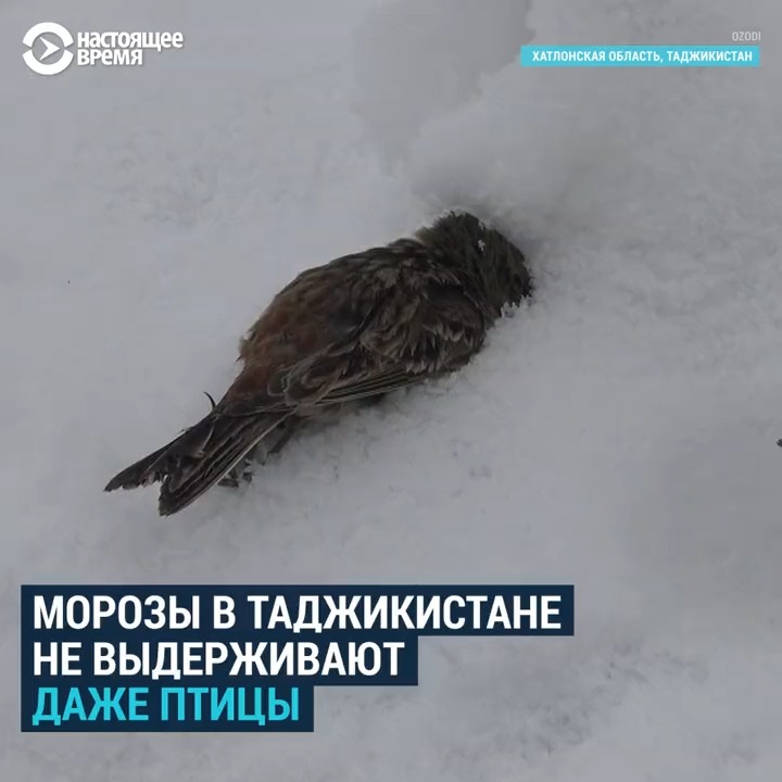 Из-за аномальных морозов в Таджикистане птицы с трудом могут летать и падают прямо в снег. Фермер Иззатулло подбирает их по всему селу и приносит в свою теплицу, чтобы помочь им пережить холода. Под его опекой более тысячи спасенных птиц, в том числе занесенных в Красную книгу