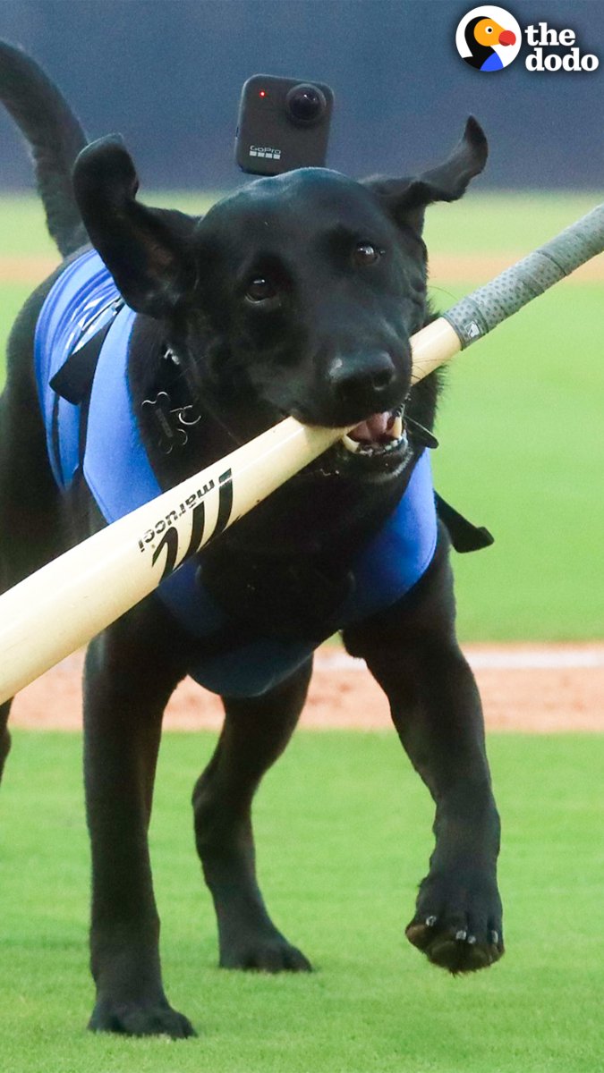 Dog dad gets his Labrador a dream job — fetching for a minor league baseball team 💙 Ripken the Bat Dog