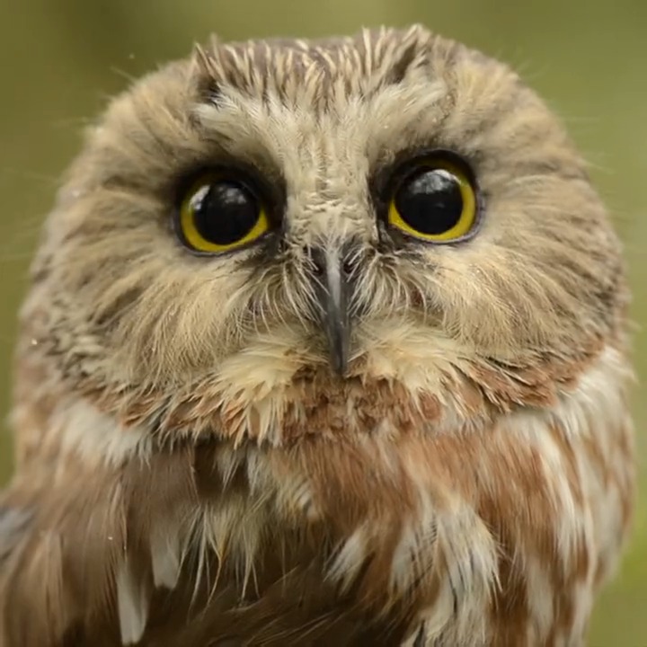 Suberb Owl PSA: