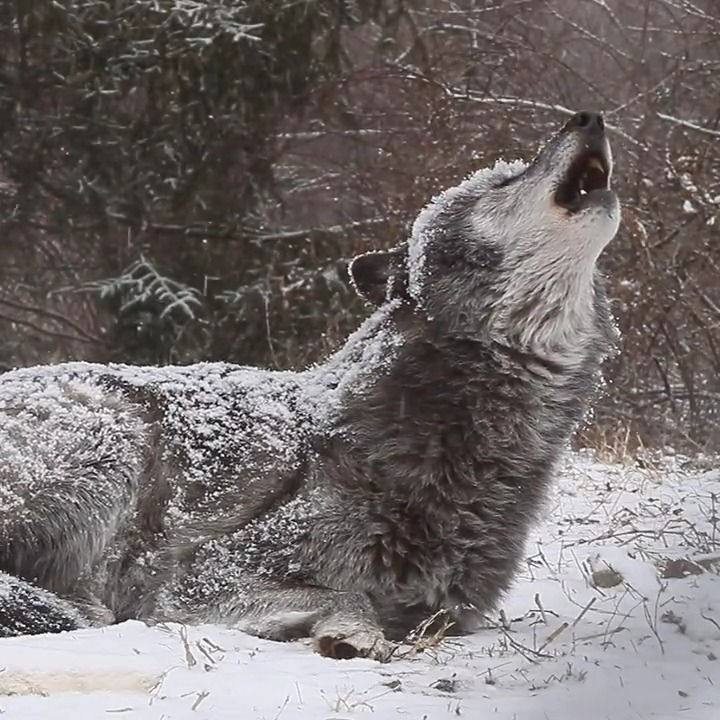 Your moment of untamed beauty 🐺