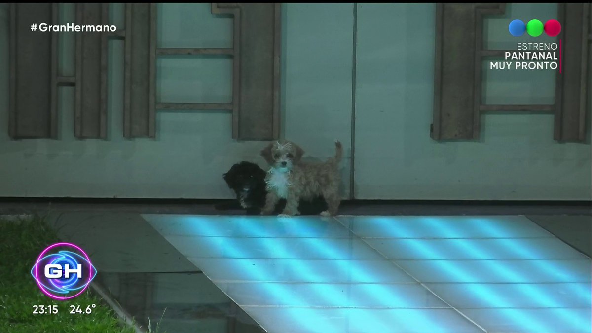 ¡Mucha ternura! Los nuevos integrantes de #GranHermano enamoraron a los jugadores💘🐶 Seguí #GranHermano gratis, las 24hs y en vivo por #GH2022