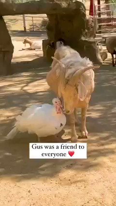 Beloved goat Gus has peacefully passed away. He inspired countless people and animals at The Gentle Barn over the years. What made Gus so special was his ability to befriend animals of all species, with a particular affinity for his bird friends.🐐🧡💞