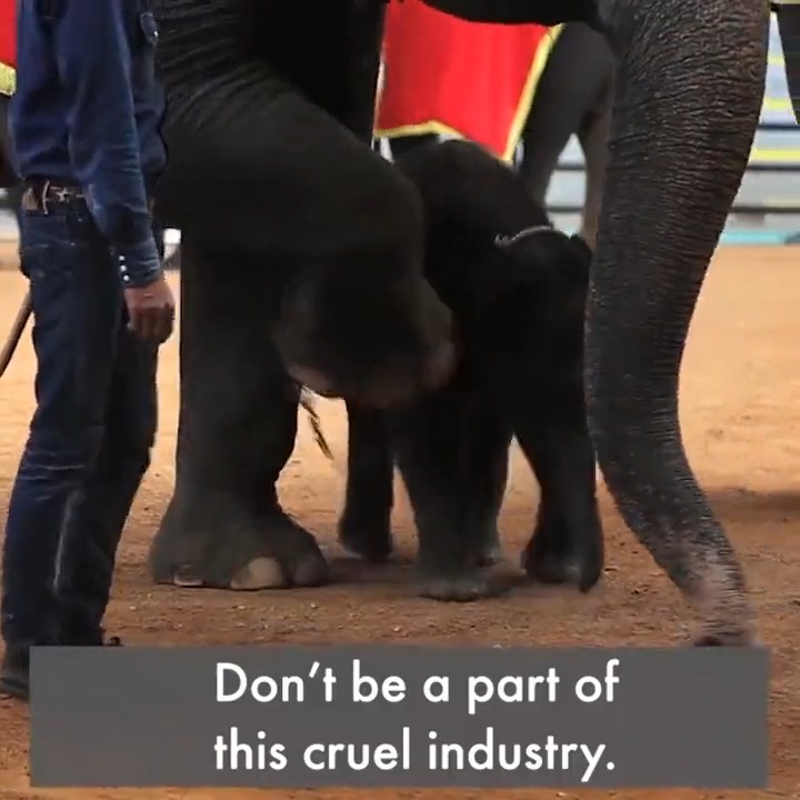 The elephant entertainment industry is cruel. 😔 Don't be a part of it.