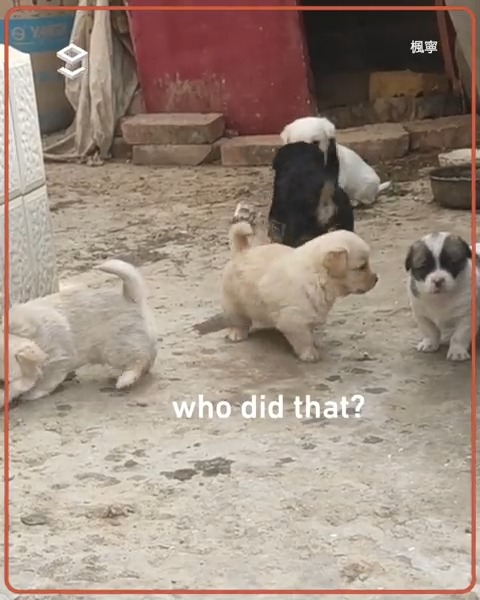 Hit and run 🐶💙😂