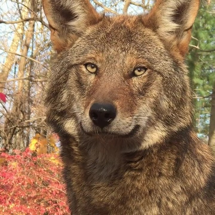 With only 10 red wolves known to remain in the wild, he could be the last one you see. Join us in our mission to save them ➡