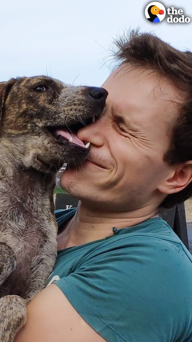 Every sad dog this guy rescues becomes gorgeous and happy 💖