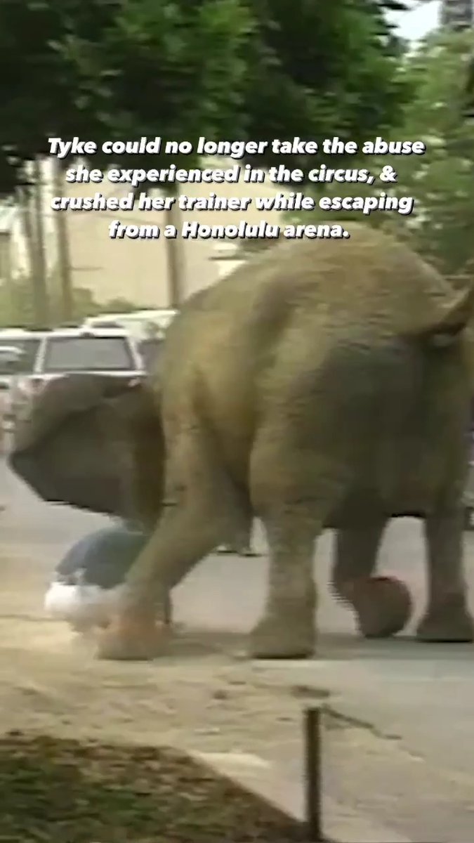 Things turned deadly when this elephant reached her breaking point 😔💔 Tyke’s story is a heartbreaking reminder of the horrors animals still face in circuses today.