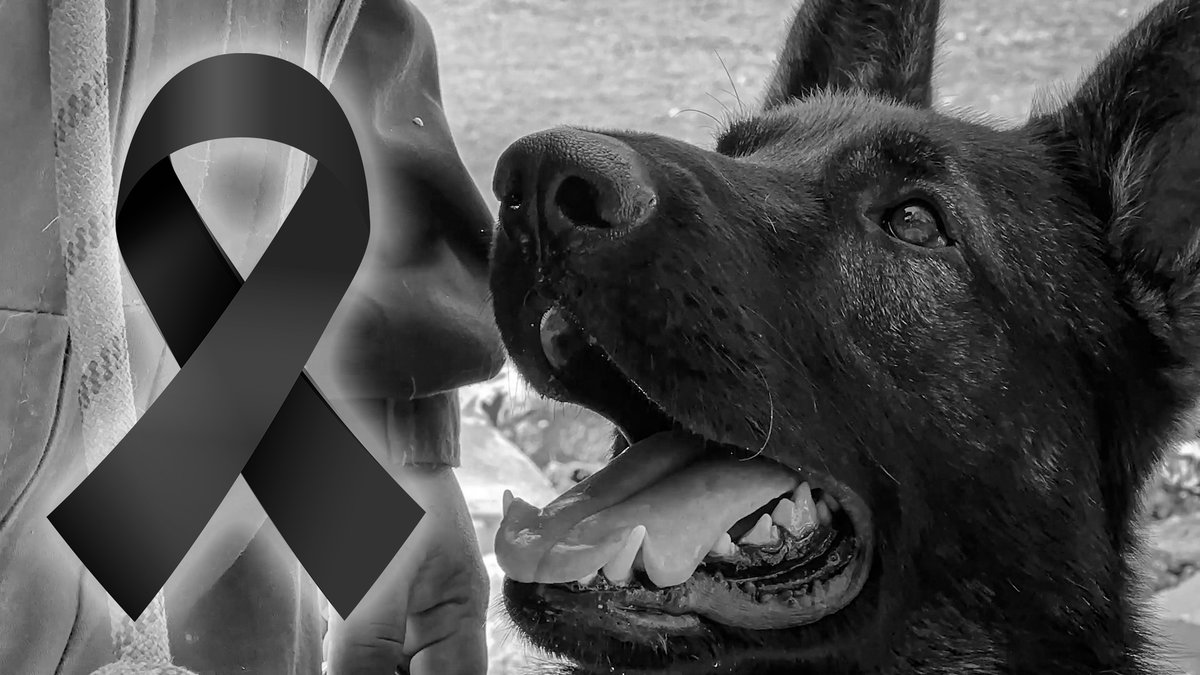 ¡Muchas gracias campeón! Cumpliste la misión Proteo Gracias #Proteo por tu heroica labor, cumpliste la misión #perrito del #EjércitoMexicano #FuerzaTurquia 🇹🇷 #sismo #esperanza