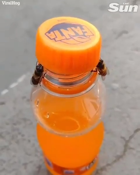 An incredible moment occurred when a pair of bees collaborated to open a bottle by working in tandem.
