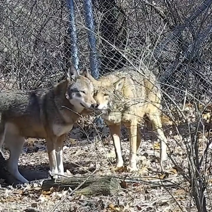 Red wolves Jacques + Sage are flirting!๐ It's breeding season, + we're watching 3 endangered wolf pairs for courting behavior like: โข nuzzling โข parallel walking โข mounting โข rear-sniffing โข tandem urination -talk about true romance! Watch with us โก