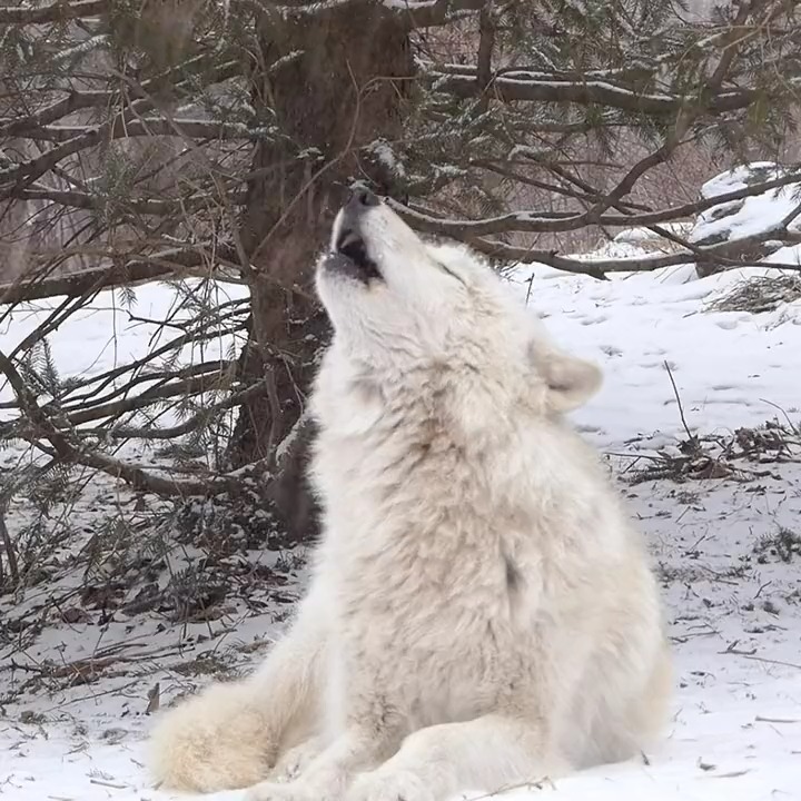 Feel the wild rhythms 🐺