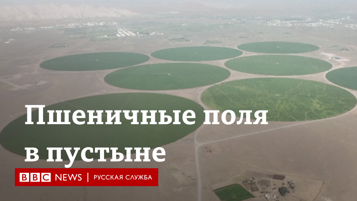 В пустыне Арабских Эмиратов выращивают пшеницу. В этом году фермеры планируют собрать с них до 1 700 тонн пшеницы с полей в 400 гектаров.