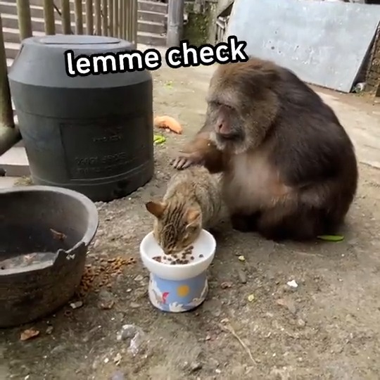 You've got, any fleas? #meowed #TheMeowedClub