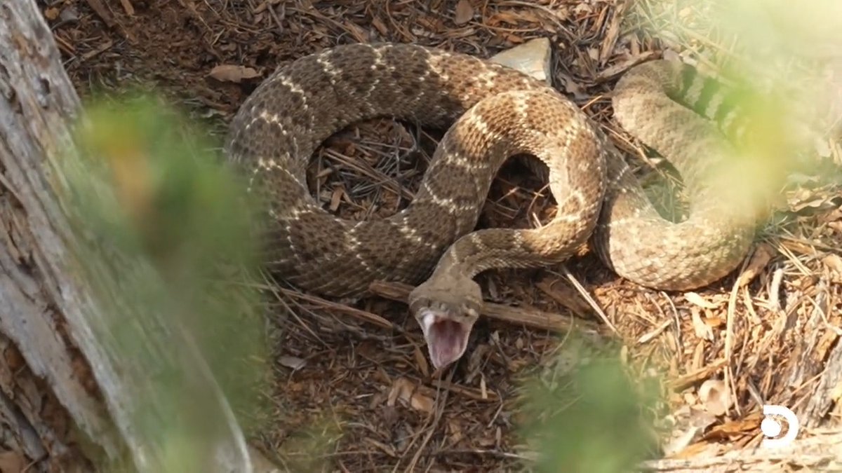 Welcome to the land of enchantment🐍 📺 #NakedandAfraid 🗓 Season premiere TONIGHT at 8p ET on @discovery and discovery+