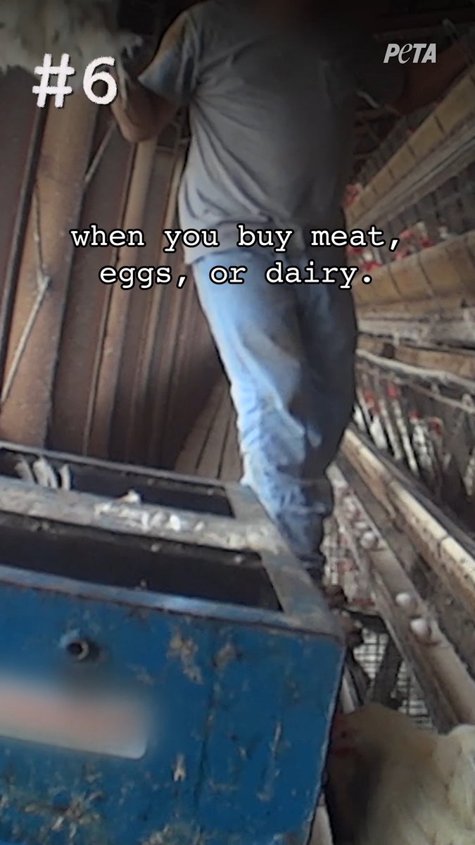 The real price of meat, dairy, &amp; eggs.