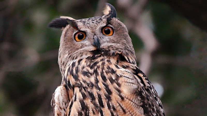 An escaped owl becomes a celebrity and learns to catch rats. CNN's Jeanne Moos reports New Yorkers DO give a hoot.