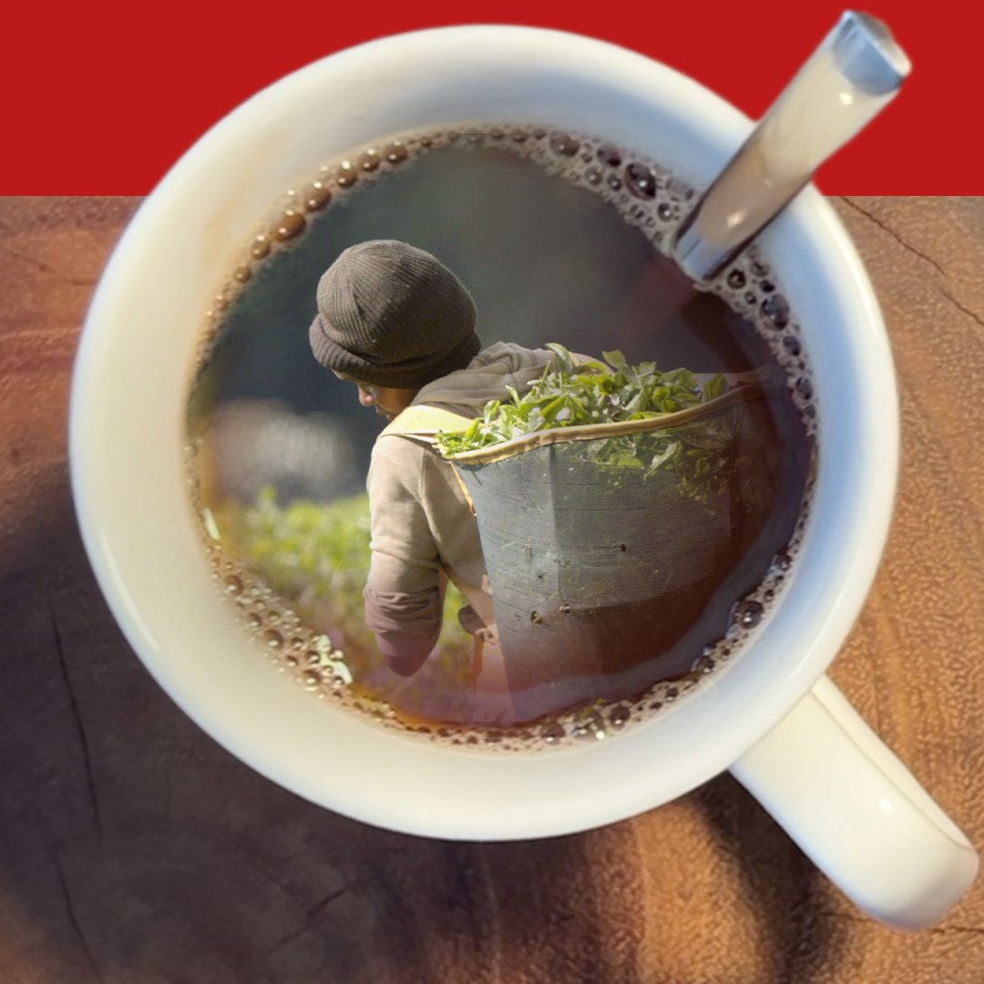 🇰🇪 "He wants to sleep with you, then you get a job." A #BBCAfricaEye and #BBCPanorama investigation has uncovered widespread sexual abuse on tea farms which supply some of the world’s most popular brands. Watch ‘Sex for Work: The True Cost of Our Tea':