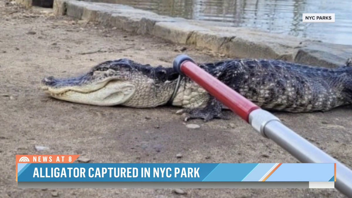 Officials in New York City are asking the public for tips on how exactly a large alligator ended up in a Brooklyn park. stephanie gosk joins us from Prospect Park with the story.