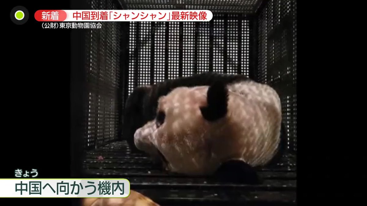 【#シャンシャン 中国へ】 パンダのシャンシャンが中国へ 見送りへ多くの人が沿道に 「生きがいだった」と語るファンも #中国到着 後の姿も撮影 初の長旅に興奮した様子も #newszero