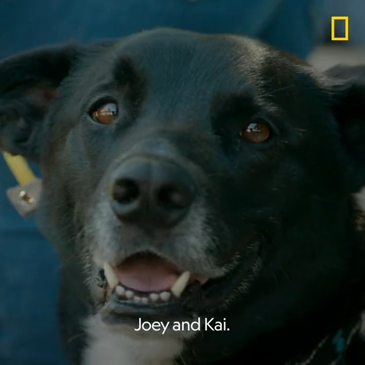 An aggressive dog can cause serious problems, but Cesar Millan has a solution. Don't miss an all-new #BetterHumanBetterDog episode this Friday at 9/8c on National Geographic, with all episodes now streaming on Disney+.