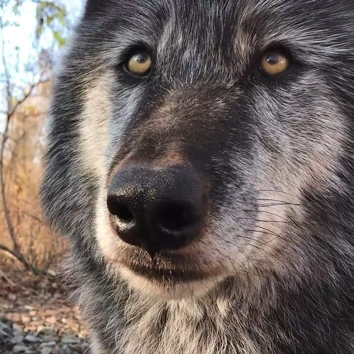 Beauty. Not beast 🐺