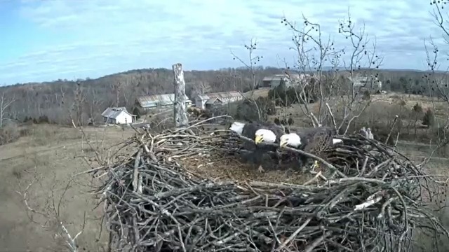 This bald eagle family needs you to stop scrolling and watch as they perform their branch manager duties.