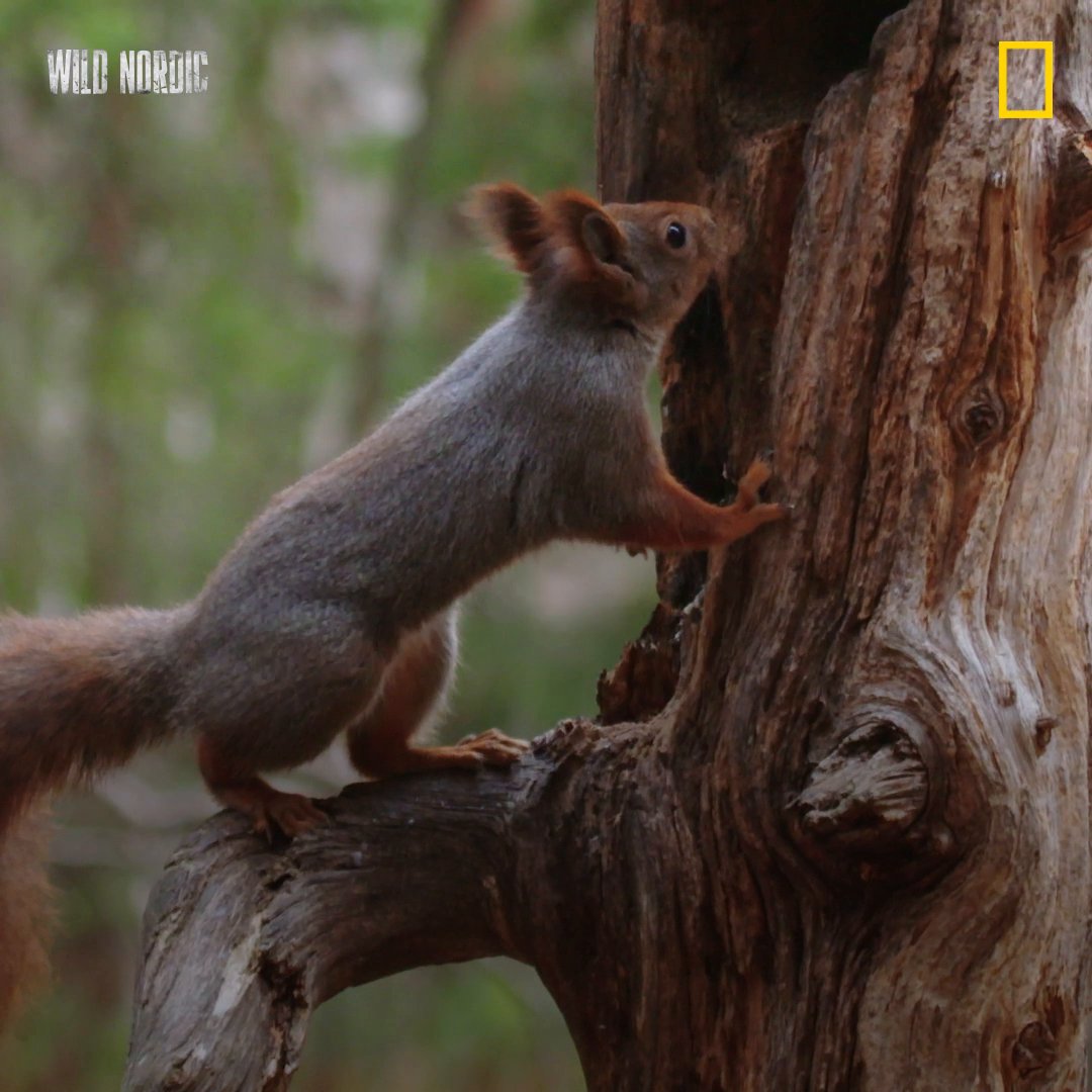 Red squirrels aren't just adorable, they're integral to the ecosystem too! 🌰 #WildNordic