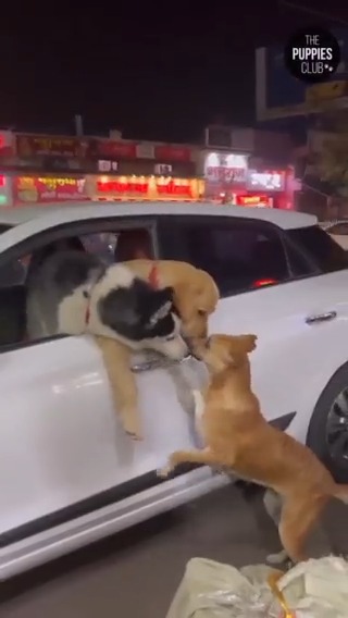 Dogs are always ready to make new friends ❤️🤩