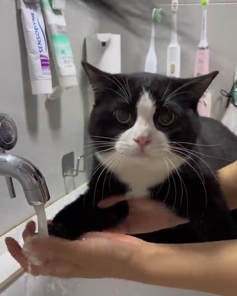 Paw hygiene is impawtant #meowed #TheMeowedClub