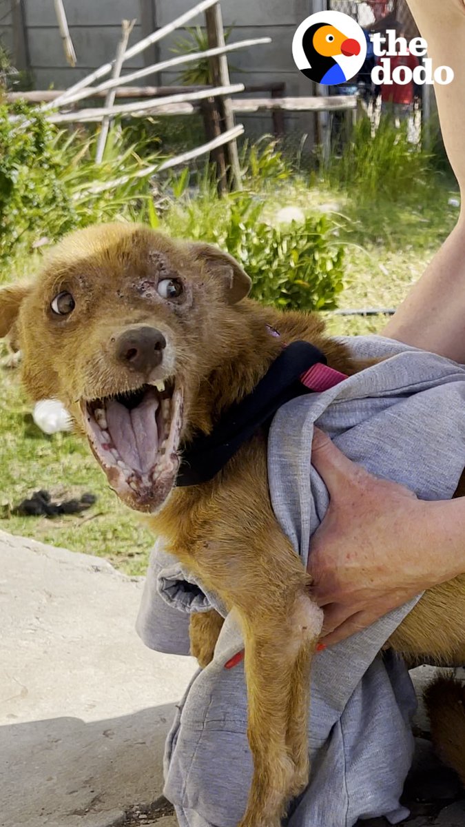 Watch this terrified three-legged dog completely change colors once he feels safe ❤️