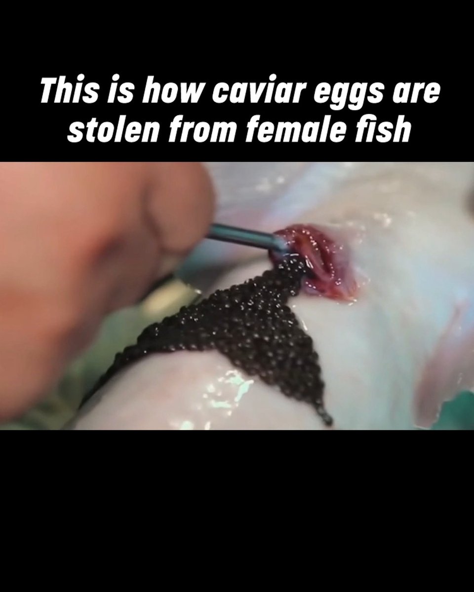 This costly “delicacy” involves cutting the ovary of a fish to steal her eggs 🤮