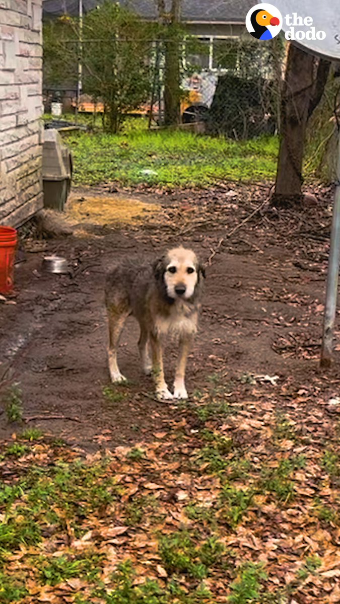 Dog chained up for 5 years finally gets to play with another dog... and he has the cutest reaction 😍
