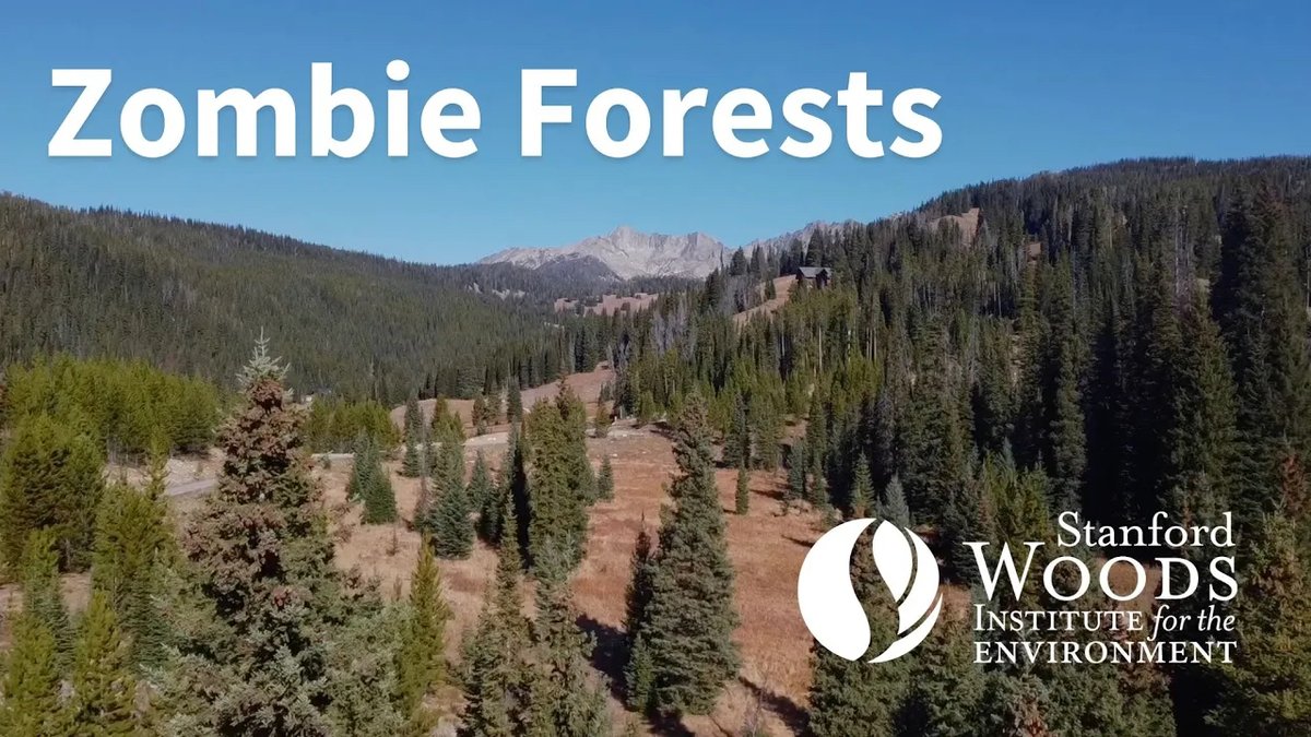 As the climate changes, trees struggle to keep up. A new Stanford study finds ~20% of all Sierra Nevada conifers are no longer suited to the climate around them. After a major disturbance like a wildfire, they likely will not return. 🌲 Read more:
